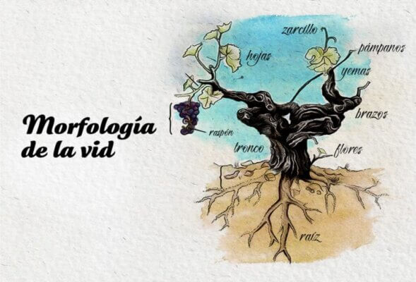 Guía Breve: La Vid