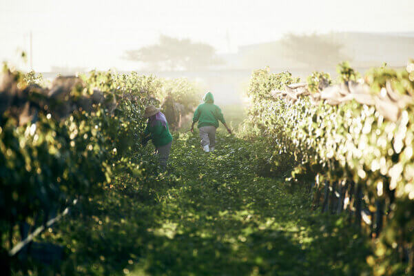 ¿Qué es el terruño mexicano?