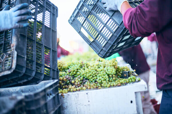 ¿Qué es el terruño mexicano?