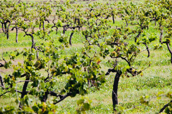 Vinos del Nuevo Mundo