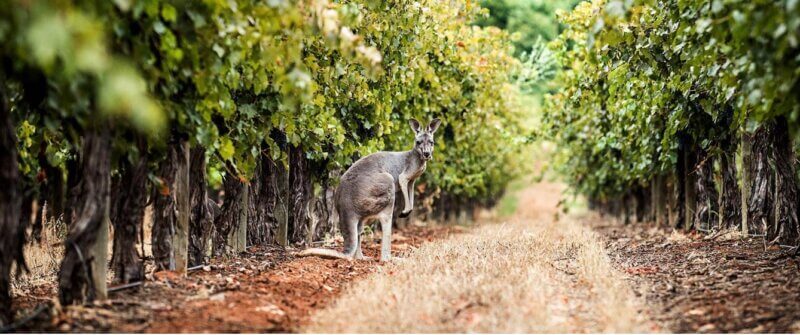 Vinos del Nuevo Mundo