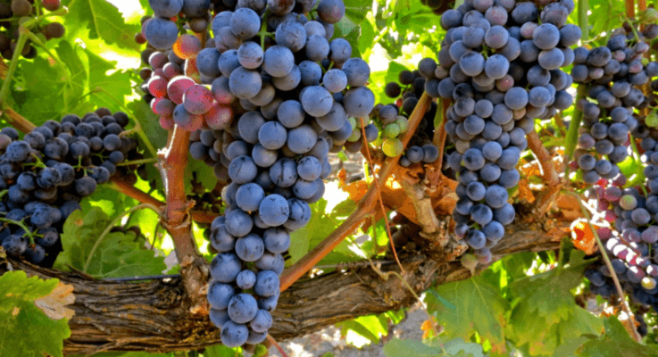 tempranillo