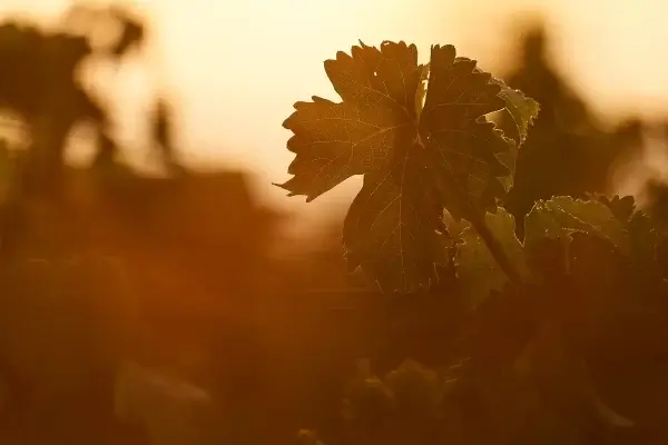 FREIXENET 07 2024 DSC09260