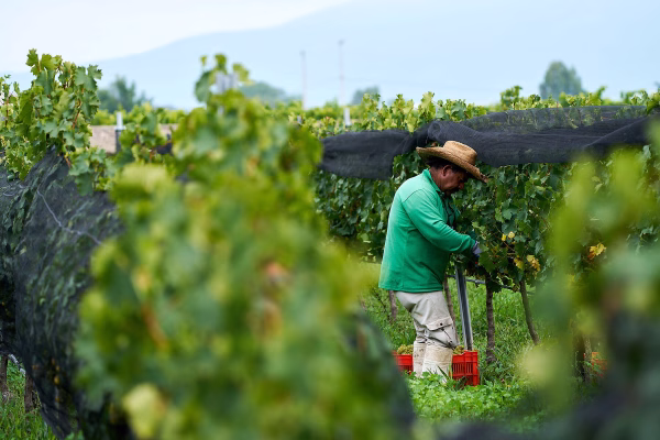 Vendimia 2024 Freixenet 2